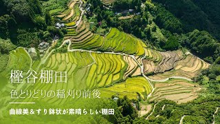 稲刈り時期の「樫谷棚田」をドローンで空撮