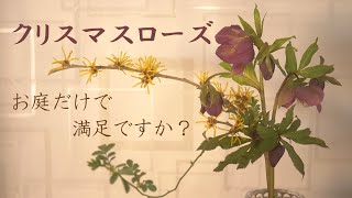 【生け花】ガーデニング定番人気✨クリスマスローズを生けよう🌸黒系で庭でも部屋でも個性的で綺麗💖器はダイソーのキャンドルホルダー🕯