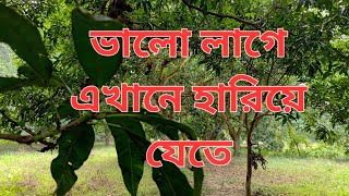 সবুজের হাতছানি | চলুন ঘুরে দেখি হুগলির এই আমবাগান