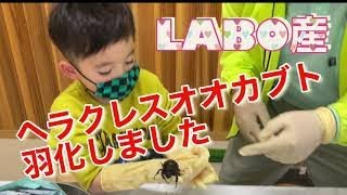 【冬に羽化！？】ヘラクレスオオカブトの掘り出し・飼育