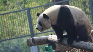 活泼的大熊猫萌兰（Giant Panda MengLan）