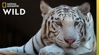 Tigers 101 | Nat Geo Wild