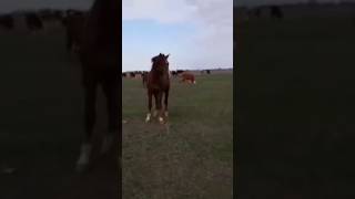 Бірден екі Атты үркітті #жылқы #ат #horse #лошади