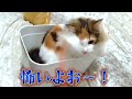 猫じゃらしでの遊び方が独特すぎる保護猫＆北欧猫ｗｗ【シャム猫 シャムミックス＆ノルウェージャンフォレストキャット】