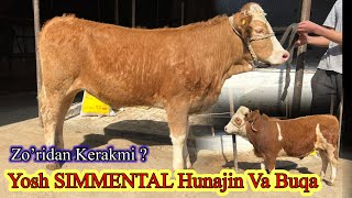 Yosh SIMMENTAL BUQA VA HUNAJIN Zo’ridan Sotiladi  ☎️91,670,21,50 Dastafka bor. 👍👍