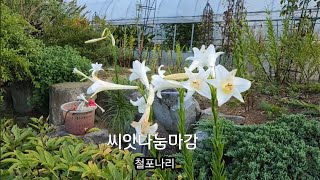 철포나리 리아트리스 종이꽃 삐에로 씨앗나눔 마감합니다