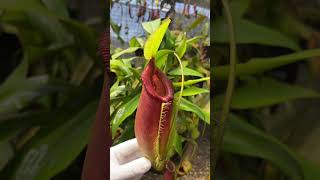 [Item Short] BE-3744 | N. singalana x ampullaria #carnivorous #nepenthes