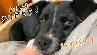 【祝卒業】野犬の子犬 のりすけとのお別れ