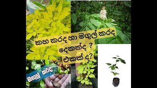 කහ කරද හා මගුල් කරද දෙකක්ද? එකක්ද? Dendrolobium umbellatum vs Millettia pinnata #harithauyana#plants