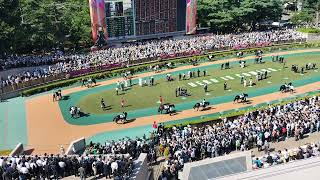 東京競馬場 日本ダービーパドック