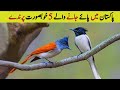 Top 5 Beautiful Birds Found in Pakistan | Most beautiful wildlife in Pakistan