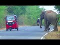 sri lanka s elephant chronicles majestic encounters