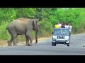 sri lanka s elephant chronicles majestic encounters