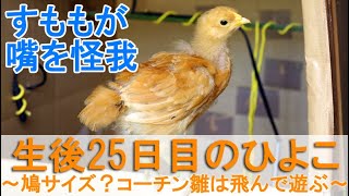 生後25日目のひよこ～鳩サイズ？名古屋コーチン雌鶏の幼雛は飛んで元気に遊ぶ～