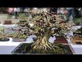 Bonsai Small Prospek, Pamnas Gianyar 2023 Part 2