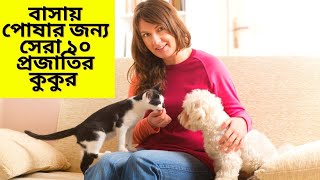 বাসায় পোষার জন্য সেরা ১০ প্রজাতির কুকুর- Top10 dogs for apartment-Pet World