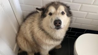 Giant Sulking Dog Hates Bath Time!! [Every Dog’s Worst Nightmare!!] We Tricked Him!