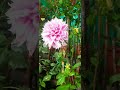 colorful flowers yercaud flower show salem tourist spot vijayjananivlog shorts