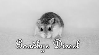 ♡ Goodbye Diesel ♡