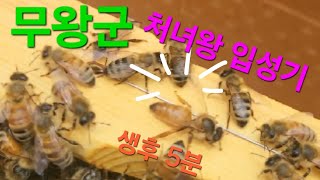 [양봉일지] 24년6월14일 | 무왕군 처녀왕 유입하기