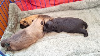 Pomeranian babies opening eye for the first time | 11 days old pomeranian |