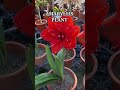 AMARYLLIS PLANT #satisfyingflowerplantamaryllis #asmr #shorts