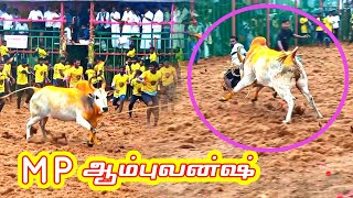 இன்று MP ஆம்புலன்ஷ் ||கீழதானியம் ஜல்லிக்கட்டு ||jallikkattu video