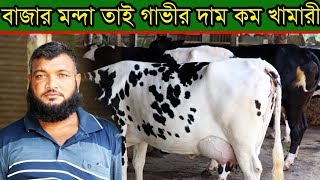 এখন বাজার মন্দা তাই গাভীর দাম কম খামারী বাচ্চু ভাই Keeping cow and make dairy farm by bacco