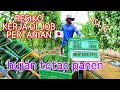 SEDIH KERJA DI PERTANIAN BEGINI AMAT !!! PANEN PARE ,MAGANG PERTANIAN JEPANG