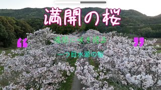 満開の桜　一つ目水源