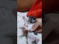 아기고양이 울음소리 kitten crying어미가 버리고간 아기고양이 구조 rescue kitten cat