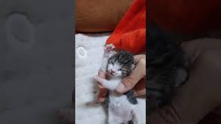 아기고양이 울음소리 kitten crying어미가 버리고간 아기고양이 구조 rescue kitten  cat