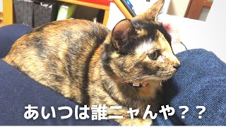 【冷ややかな子猫】2か月ぶりに帰省したお兄ちゃんへの対応が・・　Vol 113