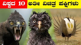 ವಿಶ್ವದ 10 ಅತ್ಯಂತ ವಿಚಿತ್ರ ಪಕ್ಷಿಗಳಿವು| ಈ ಪಕ್ಷಿಗಳು ಹೇಗೆ ಡಾನ್ಸ್ ಮಾಡ್ತವೆ ನೋಡಿ| vismaya jagattu|