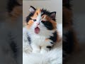 apt❤️lip sync😍😍😻 cuteanimal catlover catsruleeverythingaroundme cute cutekitty cutecat pets