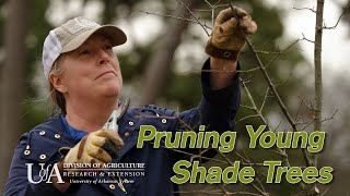 How to Prune Young Shade Trees