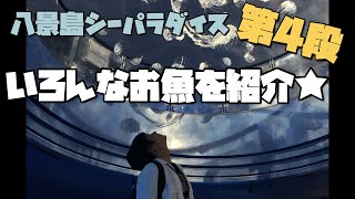 八景島シーパラダイス★第４弾★いろんなお魚を紹介します♪