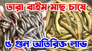 অত্যাধিক লাভজনক তারা বাইম মাছ চাষের খুঁটিনাটি। Tara Baim Fish Farming Tips.