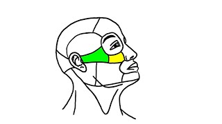 Face Topography - Infraorbital \u0026 Zygomatic Regions