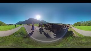 Bayern Tourismus - Viehscheid Schöllang - Almabtrieb in 360°