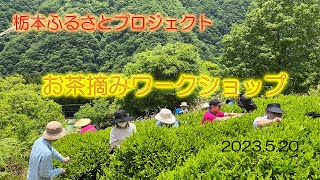 お茶摘みワークショップ2023　栃本ふるさとプロジェクト