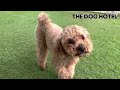 トイプードル　ロンくん【toy poodle】