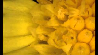 ProScope HR2 Video