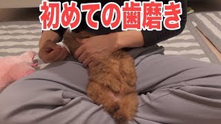 トイプードルの子犬トルテ初めての歯磨きに挑戦