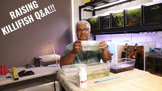 Raising Killifish Q&A (Gardneri Killifish)