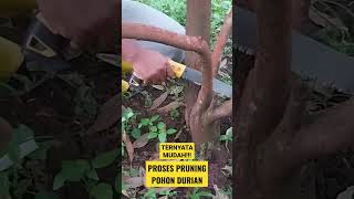 PRUNING POHON DURIAN MONTONG #durianindonesia #durianlokal #sukadurian #fyp