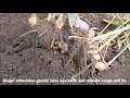 ginger cultivation growing u0026 harvesting