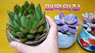 매혹의창,살구색이넘이쁜 석연화,라일락 이쁜수제화분에 심기와 학명및키우는법~! Succulents