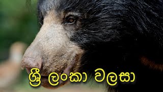 ශ්‍රී ලංකා වලසා | Sri Lankan Sloth Bear