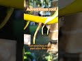 #adventitious_roots